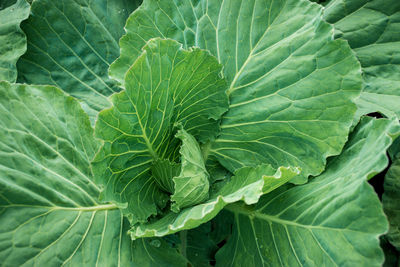 Full frame shot of green leaves