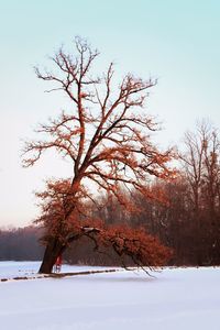 Trees in snow against sky during winter