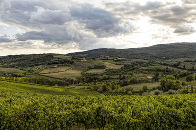 Scenic view of agricultural field against sky