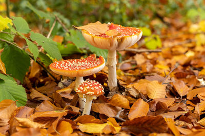 Close-up of mushroom growing on field