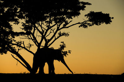 Silhouette of elephant on field against sky during sunset