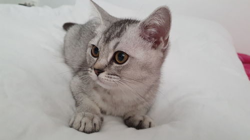 Close-up of a cat looking away