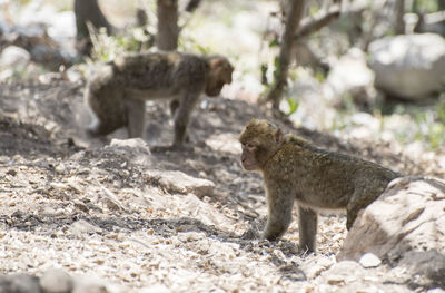 Monkeys on a land