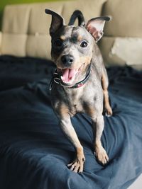 Portrait of dog sitting on sofa at home