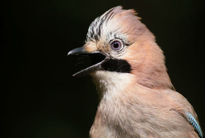 Close-up of a bird looking away