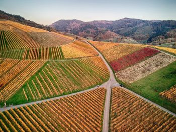 Autumn view on the vineyards in black forest area