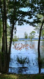 Ducks swimming in lake against trees