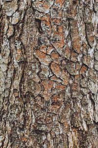 Full frame shot of tree trunk