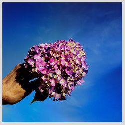 Close-up of flowers blooming against blue sky