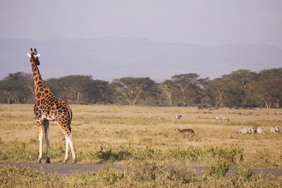 Giraffe in a field