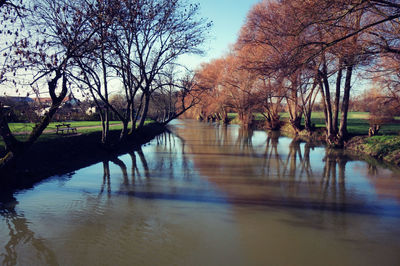 Reflection of trees in river