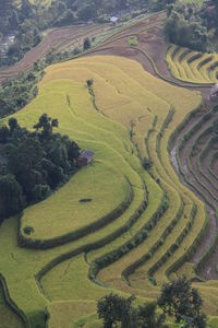 High angle view of rice field