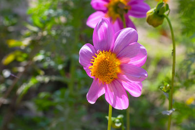 Close-up of pink flower