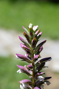 Close-up of pink flowering plant