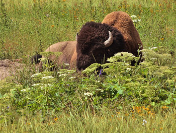 View of sheep on field