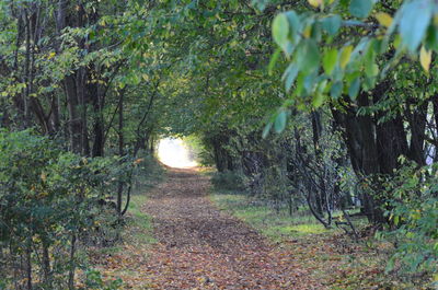 Trees along plants