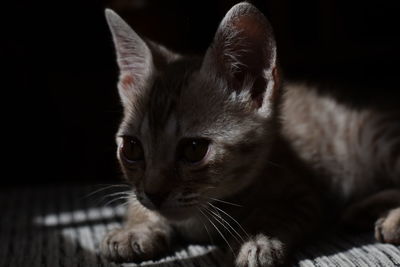 Close-up of cat resting