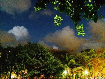 Low angle view of tree against sky at night