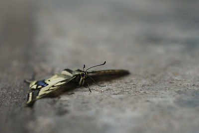 Close-up of insect