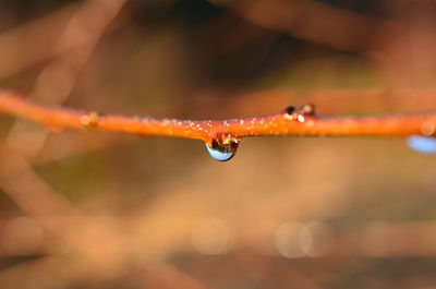 Close-up of raindrops on leaf