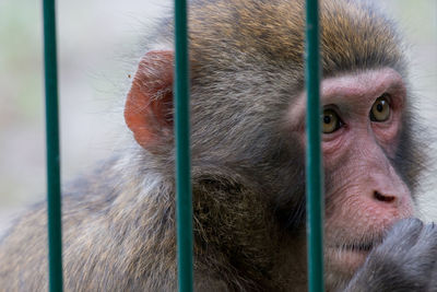 Portrait of monkey in cage