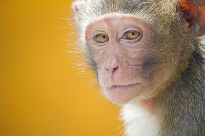 Portrait of a monkey