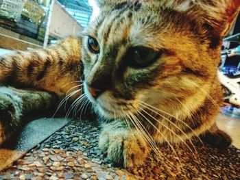 Close-up of a cat looking away