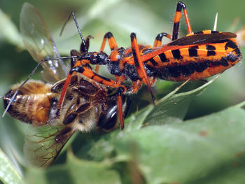 Close-up of insect