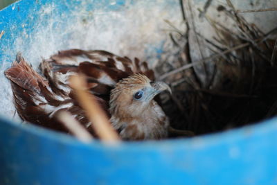 Close-up of bird perching in pot