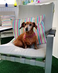 Portrait of dog sitting on chair