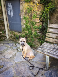 Portrait of dog sitting on bench