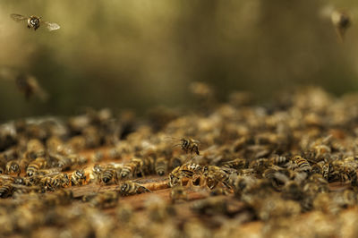 Close-up of bee on grass