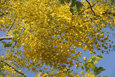 Low angle view of yellow flowering plant