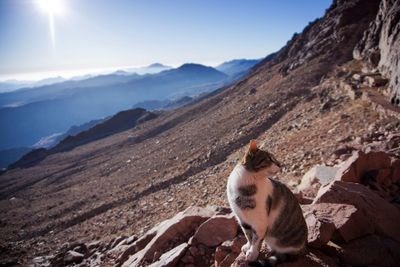 Sheep sitting on mountain against sky