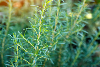 Close-up of crops growing on field