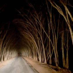 Empty road amidst trees at night
