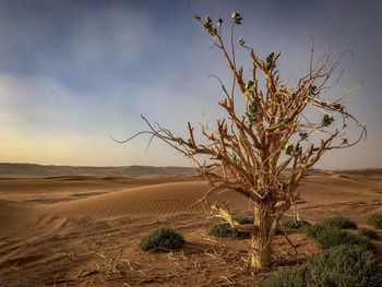 Bare tree on sand dune in desert against sky
