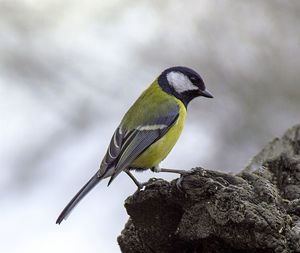 Close-up of bird perching on rock