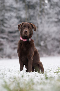 Portrait of dog sitting outdoors