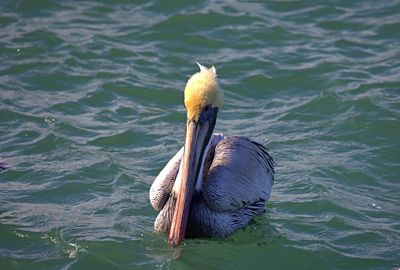 Pelican swimming in lake