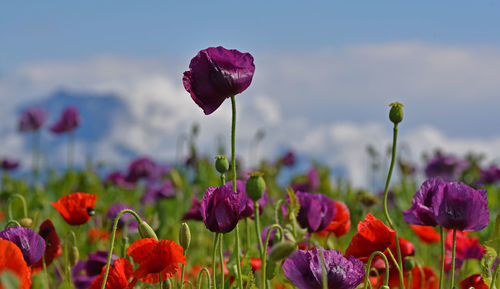 Close-up of purple tulip flowers in field