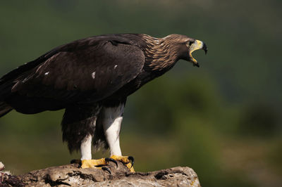 Close-up of eagle perching on rock