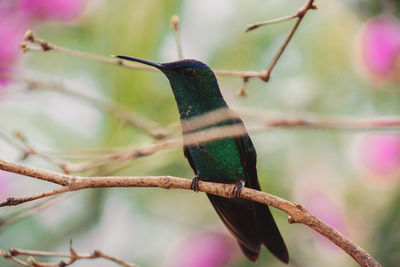 Close-up of bird perching on branch