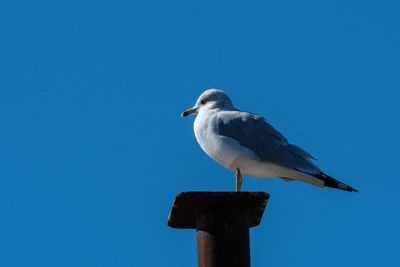 Seagull perching on wooden post against blue sky