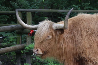 Close-up of yak standing near fence