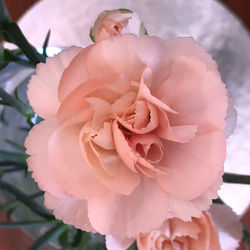 Close-up of pink rose flower