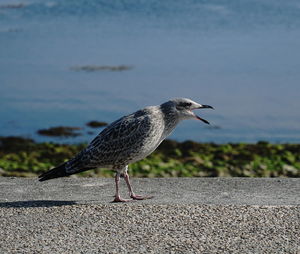 Close-up of seagull perching on retaining wall