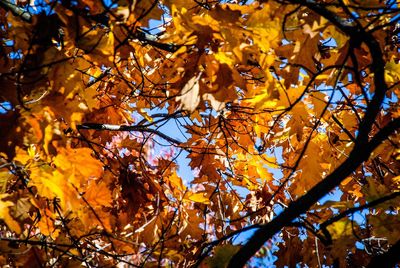 Low angle view of maple tree
