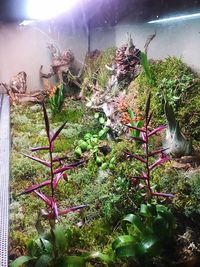 Plants growing in illuminated park