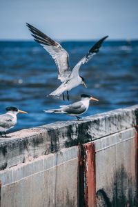 Seagull flying over sea